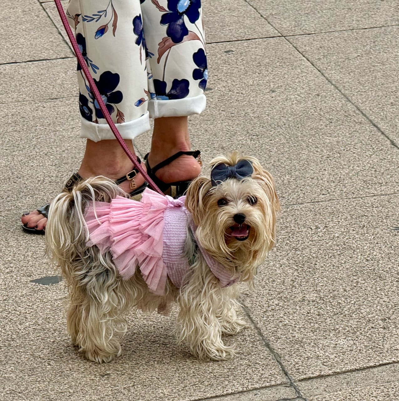 A dog in a tutu